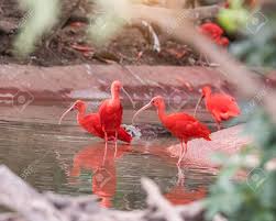 It is easiest to find in the caroni swamp. Exotic Red Orange Bird In The Nature Wildlife Bright Ibis The National Bird Of Trinidad And Tobago Stock Photo Picture And Royalty Free Image Image 80470946