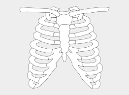 | # rib cage png & psd images. Front Rib Cage Clip Art At Clker Clipart Of X Ray Cliparts Cartoons Jing Fm