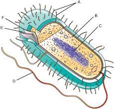 Simple layer/ capsule the cell is ext. Unique Characteristics Of Prokaryotic Cells Microbiology