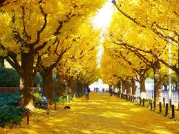 12.28 mide867 아이가 미즈키 (mizuki aiga 藍芽みずき). æ˜Žæ²»ç¥žå®®å¤–è‹' æ±äº¬æ—…éŠ U Travel æ—…éŠè³‡è¨Šç¶²ç«™