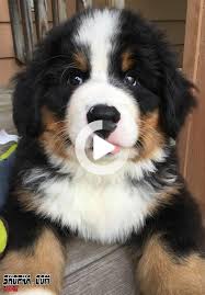 Bernese Mountain Dog In 2020 Bernese Mountain Dog Saint Bernard Dog Mountain Dogs