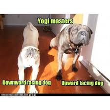 Yoga Time Online Yoga Classes Yoga Funny Online Yoga Classes Upward Facing Dog