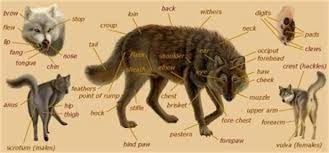 Arizona Hybrid Association Charts For Wolfdog Comparison