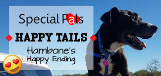 Our fall fundraising auction and gala raises critical lifesaving funds for the animals. Foster Stories Meet Hambone Special Pals Shelter