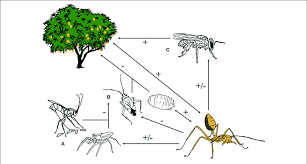 Содержание can ants eat pollen? Weaver Ants Oecophylla Spp Interact With Predators And Parasitoids Download Scientific Diagram