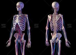 The largest bone in the human body is the thighbone or femur, and the smallest is the stapes in the. Body With Bones Stock Photos Offset