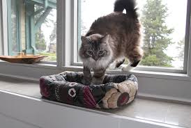 There are 573 cat bed sewing pattern for sale on etsy, and they cost $7.26 on average. How To Sew A Cat Bed Tuesday Stitches
