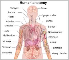 This is an online quiz called torso anatomy. Sn 8467 Of The Torso Diagram Muscles Of The Torso Human Anatomy Diagram Download Diagram