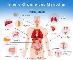 Zeigt ein dreidimensionales modell der menschlichen körperorganen und eine beschreibung von ihnen allen. Welche Organe Liegen Im Linken Bauchraum Medizinspektrum