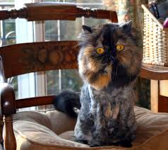 You've seen these gorgeous, affectionate cats on those famous tissue paper commercials…and eating from crystal dishes on the fancy feast ads. Persian Cat