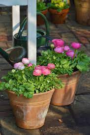 Ranunculus In Pots Flowers Flower Pots Ranunculus Garden Plants