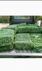 Maybe you would like to learn more about one of these? Rumput Sintetis Hiasan Dinding Barang Yang Dicari Di Carousell