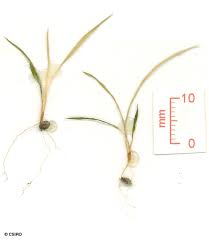 Image result for Hypolytrum