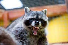 Check spelling or type a new query. Rabid Raccoon Bites 3 People 2 Pets In Attacks Washington Dc Dc Patch