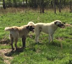 Protective and territorial, but also intelligent, patient, and profoundly loyal, these muscular avengers are prized as working guard dogs without equal. Goatzz Goatzz A Triple J Ranch Anatolian Shepherds