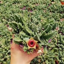 Image result for Huernia zebrina