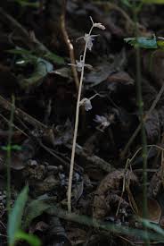 Image result for Epipogium roseum