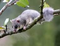 Соня-полчок (лат. Glis glis)