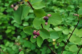 Image result for Amelanchier alnifolia