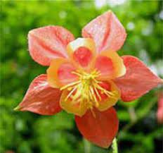 Maryland native flowers for pollinators. Hummingbirds Butterflies Bees Maryland S Wild Acres