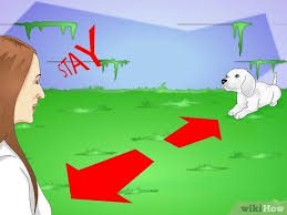 Ok so i have a a neighbor that likes to train his dog to come in my yard and attack my cats and they don't go in there yard (my cats) and now cause of this problem we only have one. How To Make Your Dog Stay In Your Yard Without A Leash