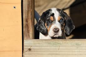 There are over four hundred recognized dog breeds around the world. The Smartest Dogs Thestreet