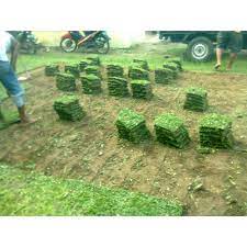 25.000 per meter persegi.rumput gajah mini bisa menjadi pilihan terbaik untuk menghijaukan halaman dan taman, karena rumput gajah mini ini tidak memerlukan perawatan secara khusus dan anda juga tidak harus memotong nya setiap bulan, karna rumput gajah mini tidak akan tumbuh tinggi seperti rumput yang lain. Jual Rumput Gajah Mini 30x30 Shopee Indonesia