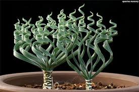 Image result for Gethyllis