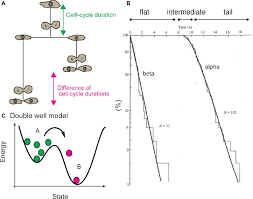 Maybe you would like to learn more about one of these? Frontiers Quantitative Studies For Cell Division Cycle Control Physiology