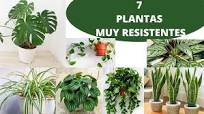 7 🌿PLANTAS de INTERIOR FACILES de cuidar [RESISTENTES] para principiantes💚