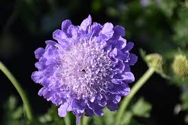 Image result for Scabiosa columbaria