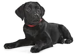 Jika anda bermimpi tentang hal ini, itu berarti bahwa anda akan mendapatkan rezeki. 10 Arti Mimpi Melihat Anjing Hitam Menurut Primbon Jawa Arti Mimpi