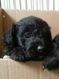 Jackapoo Info Puppies Personality Picture Short Hair Color Short Curly Weave Hairstyles Puppies