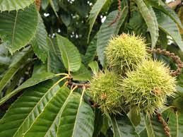Tree with prickly spiny fruit. Green Spiky Fruits Free Image Peakpx