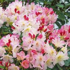 Percy Wiseman Rhododendron Offers Large Clusters Of Soft Peachy Pink Funnel Shaped Flowers And Evergreen Fo Spring Hill Nursery Flowering Shrubs Rhododendron