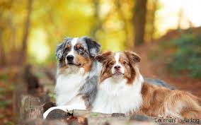 The mini australian shepherd is a mini version of the australian shepherd dog. Das Neutrale Und Kostenlose Mini Aussie Mini American Portal Die Seiten Rund Um Den Kleinen Aussie Miniature Australian Shepherd Miniature American Shepherd