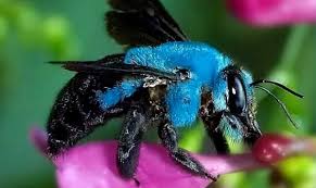 Florida S Long Lost Blue Bee Has Been Rediscovered Awareness Act In 2020 Bee Cool Insects Carpenter Bee