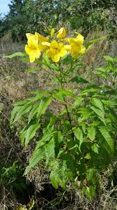 Image result for Bignoniaceae