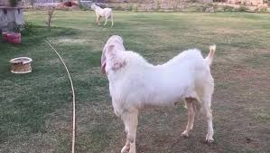 This goat breed is in very high demand in the last five years. Marwar Goat Farm Sojat Breed Home Facebook