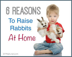 How to start commercial rabbit farming in nigeria. Raising Rabbits 6 Reasons To Start Raising Them At Home