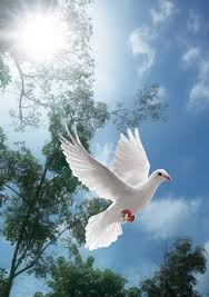 On The Wings Of A Snow White Dove He Sends His Pure Sweet Love A Sign From Above On The Wings Of A Dove Dove Flying Pretty Birds White Doves