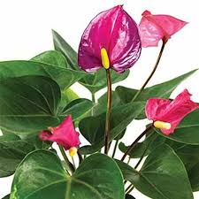 If you're not a fan of keeping flowers and opt to focus. 23 Colorful Houseplants To Warm Up Your Winter Gardener S Path