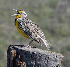 And download or print on our website. Western Meadowlark State Symbols Usa