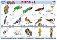 26 Abundant Birds Chart In Telugu