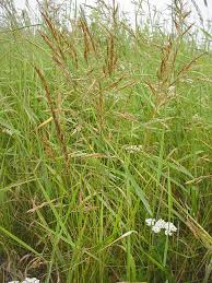 Image result for Festuca