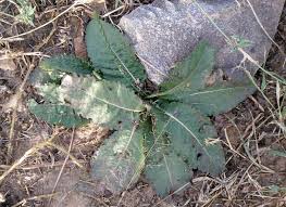 Image result for Elytraria acaulis