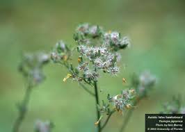 Image result for Youngia japonica