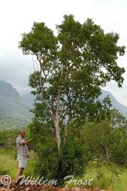 Image result for Heteropyxis natalensis