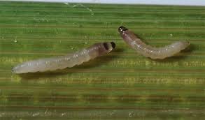 Rice yellow stem borer (533)