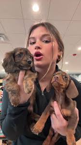 Brenna Hillyard Ohio Dogs